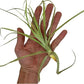 Air Plants - Tillandsia Straminea Jumbo 6-9" - 5ct - Live Arrival Guaranteed - House Plants for Home Decor & Gift