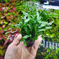 Java Fern Live Aquarium Plants - Potted Freshwater Plant for Fish Tanks - Beginner Friendly, Low Light (Narrow Mini, 5 Pots)