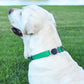 Dogline Biothane Waterproof Dog Collar with Herm Sprenger Black Stainless Steel Quick Release Buckle – Heavy Duty Tactical Durable Collar for Dogs – Comfortable and Safe Pet Collar W 1" L 15-25" Teal