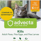 Plus Flea Prevention for Cats, Cat and Kitten Treatment & Control, Small and Large, Fast Acting Waterproof Topical Drops, 6 Month Supply
