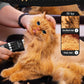 oneisall Quiet Cat Clippers for Matted & Long Hair, 2-Speed Cordless Pet Shaver Grooming Kit for Cats, Small Dogs & Animals (Black)