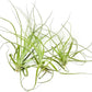 Air Plants - Tillandsia Straminea Jumbo 6-9" - 3ct - Live Arrival Guaranteed - House Plants for Home Decor & Gift