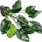 Anubias Live Aquarium Plants - Potted Freshwater Plant for Fish Tanks, Terrariums - Beginner Friendly Low Light (Barteri Broad Leaf, Mother Plant)