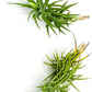 Live Air Plants – Tillandsia Araujei, Large 5” – 2ct – Live Arrival Guaranteed – House Plants for Home Décor & Gift