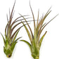 Live Air Plant – Tillandsia Capiput, Jumbo 6-9” - 3 ct - Live Arrival Guaranteed - House Plants for Home Decor & Gift