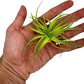 Live Air Plants - Tillandsia Geminiflora 1-3" - 1ct – ragnaroc Live Indoor Plant - Live Arrival Guaranteed - House Plants for Home Decor & Gift