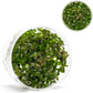 Ultum Nature Systems Live Tissue Culture - Purple Bacopa (Bacopa salzmannii) - Moderate - Moderate to High Light - Purple and Violet Accent - Midground - 100% Snail Free Grown in-Vitro - Regular Cup