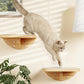Cat Wall Shelves and Cats Window Perch – Natural Wood 4-Piece Set with Foam-Padded Curved Bed and Felt Steps, Space-Saving Wall Mounted Design