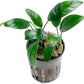 Anubias Live Aquarium Plants - Potted Freshwater Plant for Fish Tanks, Terrariums - Beginner Friendly Low Light (Congensis Mini, 1 Pot)