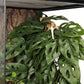 Reptile Plants for Terrarium, Amphibian Habitat Decor Artificial Hanging Plants with Suction Cup - Fake Swiss Cheese Plants Monstera Adansonii