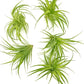 Live Air Plants - Tillandsia Geminiflora 1-3" - 5ct – ragnaroc Live Indoor Plant - Live Arrival Guaranteed - House Plants for Home Decor & Gift