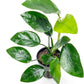 Anubias Live Aquarium Plants - Anubias Nana Tropica (Anubias barteri Nana) - Low Light Epiphytic Rhizome for Foreground to Midground Freshwater Aquascapes, Dark Green Accent - Pot