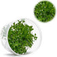 Ultum Nature Systems Live Tissue Culture - Rotala 'Sunset' (Rotala ramosior) - Moderate - High Light - Orange-Red Accent - Midground to Background - 100% Snail Free Grown in-Vitro - Regular Cup