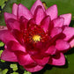 Live Hardy Water Lily Tubers Rhizomes Bulb Seed Nymphaea Aquatic Pond Plants Water Gardens Pre-Grown Flower in White Pink Red Yellow Orange Blue Purple (1, Red Hardy Pond Lily)