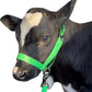 XUANNIAO Easily Adjustable Figure 8 Cow Halter, Double-Ply Premium Livestock Cattle Halters, Colorful Cow Utility Calf Halter with Leading Rope for Miniature Horse Donkey Goat Foal (Medium, Green)