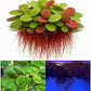 10 Plus Red Root Floater Plants Phyllanthus fluitans Floating Pond Plant Live Aquarium Floating Plants Create Shade and Hiding for Your Fish and Other inhabitants