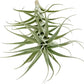 Live Air Plants - Tillandsia Albida 7-12" - 3ct – ragnaroc Live Indoor Plant - Live Arrival Guaranteed - House Plants for Home Decor & Gift