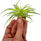 Live Air Plants - Tillandsia Geminiflora 1-3" - 1ct – ragnaroc Live Indoor Plant - Live Arrival Guaranteed - House Plants for Home Decor & Gift