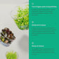 Ultum Nature Systems Live Tissue Culture - Helanthium tenellum 'Broad Leaf' - Easy - Medium to High Light - Bright Green Accent - Foreground - 100% Snail Free Grown in-Vitro - Regular Cup