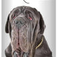 The Blissful Dog Neapolitan Mastiff Nose Butter for Dry, Cracked Skin, Lick-Safe Dog Nose Balm with Moisturizing Shea Butter, Almond, Olive, and Essential Oils, Pet Supplies, Uncented, 0.50 oz.