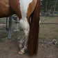 Horse Tail Extensions with Braided Horsehair Loop, Blunt Cut Bottom, 34-36 inches Long and 1 lb Weight (Med Sorrel)