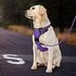 IVY&LANE No Pull Dog Harness for Large Dogs, Dog Vest Harness with Leash, Safety Belt and Storage Strap, Fully Adjustable Harness, 360° Reflective Strip, Soft Handle (Purple, XL)
