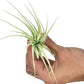 Live Air Plant - Tillandsia Gardneri 5-7” - 5ct - ragnaroc Rare Collectors Indoor Tropical Plant - Live Arrival Guaranteed - House Plants for Home Decor & Gift