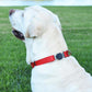 Dogline Biothane Waterproof Dog Collar with Herm Sprenger Stainless Steel Quick Release Buckle – Heavy Duty Tactical Durable Collar for Dogs – Comfortable and Safe Pet Collar, W 3/4" L 12-19", Red