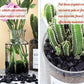 1lb Obsidian Aquarium Gravel Rocks Natural Tumbled Healing Crystal Chips Bulk Gemstones Tumbled Crushed Stones for Fountain Vase Filler Planters Decorative Fish Tank Potted Reiki Energy Balancing