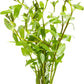 Live Plants - Ammannia Sulawesi - Orange to Pink Stem Plant for High Light Freshwater Aquarium Aquascapes, Midground to Background, Orange, Pink, Green Accent - Lead Bunch