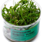 Ultum Nature Systems Cryptocoryne Beckettii Petchii Tissue Culture Live Plant for Aquarium, Aquascape, Freshwater Fish Tanks - 100% Snail Free in Vitro