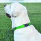 Dogline Biothane Waterproof Dog Collar with Herm Sprenger Black Stainless Steel Quick Release Buckle – Heavy Duty Tactical Durable Collar for Dogs – Comfortable and Safe Pet Collar W3/4" L12-19 Green