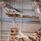 Bird Parrot Ladder Perch for Cage, Nature Wooden Bird Bridge Exercise Stands Parrot Climbing Chewing Toys for Small Animal