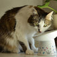 Necoichi Extra Wide Raised Cat Food Bowl, Elevated, Prevent Neck & Whisker Fatigue, Dishwasher and Microwave Safe, No.1 Seller in Japan! (Colorful Dots Limited Edition, Extra Wide Tilted)