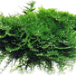 Aquarium Christmas Moss Vesicularia Portion Plant - All Natural & Organic Aquatic Plants - Absorbs Excess Nutrients - Long Lasting & Easy to Care Plants - Suitable for Summer & Winter