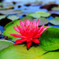 Live Hardy Water Lily Tubers Rhizomes Bulb Seed Nymphaea Aquatic Pond Plants Water Gardens Pre-Grown Flower in White Pink Red Yellow Orange Blue Purple (1, Red Hardy Pond Lily)