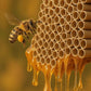 1 Set Cardboard Bee House Nesting Tubes - 6" Long X 5/16" Diameter Tube for Mason Solitary Bees - for Filling Insect Hotels and Bug Houses