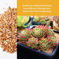 3lb Cactus Pea Gravel Rocks,1/5 Inch Pebbles for Indoor Plants, Natural Succulent Rock and River Rocks Decorative for Aquariums, Vases, Terrarium, Outdoor Gardening, Top Dressing for Potted Plants
