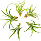 Air Plants - Tillandsia Capitata (Peach), Large 5-7” - 5 ct - Live Arrival Guaranteed - House Plants for Home Decor & Gift