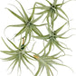 Live Air Plants - Tillandsia Albida 3-5" - 5ct – ragnaroc Live Indoor Plant - Live Arrival Guaranteed - House Plants for Home Decor & Gift