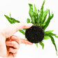 Java Fern Live Aquarium Plants – Windelov, Narrow Leaf & More– Easy Aquascaping Plants for Freshwater Tanks, Low Light, No CO₂ (Java Fern Petite on Nutripad)