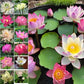 50 Sacred Lotus Seeds for Planting in Water Mixed Flower Color Pink Red White Yellow Multicolor Aquatic Nelumbo nucifera Bonsai Bowl Lotus Seed Ponds Water Feature Gardens Water Lily (50, Lotus Seed)