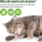 225g Cat Grass Teething Stick, Delicious Cat Treat Snack Edible Cat Chew Toy for Teeth Cleaning and Hairball Removal in Cats