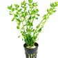 Bacopa Monnieri Moneywort Potted Live Aquarium Decorations Aquatic Plants for Fish Tank by Mainam