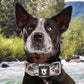 TSPRO Tactical Dog Collar 1.5 Inch Wide Thick Dog Collars with Heavy Duty Metal Buckle, Durable, Strong, Adjustable for Medium to Large Dogs (Military Green M)