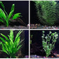 4 Species Aquarium Plants Package - Java Fern (Microsorum), Hornwort (Ceratophyllum demersum), Amazon Sword (Echinodorus), and Moneywort (Bacopa Monniery)