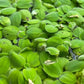 Salvinia Minima Water Spangle Live Floating Aquarium Plant Freshwater Planted Tank Ponds Aquascapes Natural Water Filtration Easy Care Growing Natural Shade Cover Betta Shrimp Salvinia 6 Plants