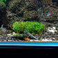 Live Aquarium Plants on Driftwood, Lava Rock, Moss, Fiber Mat - Freshwater Fish Tanks - Easy, Beginner Friendly (Christmas Moss on Clay)