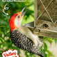 Valley Farms Whole Sunflower Hearts for Birds, Girasol Kernels Wild Bird Food, No Mess Wild Bird Seed for Outside Feeders (4 LBS)