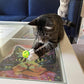 5 Pack Cat Toys, Fun & Interactive (1.5'', Basic Cat Toy Set)